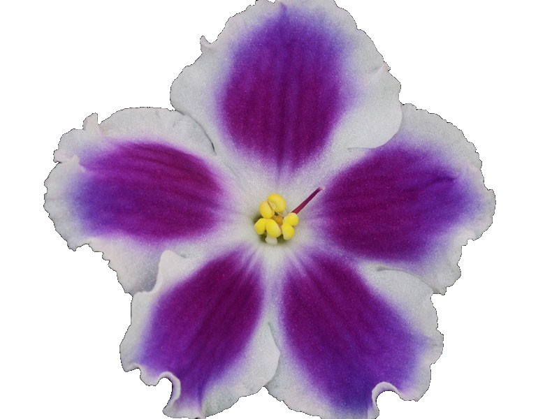 African Violet Plant EK Rock n Roll Starter Plant Standard