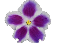 African Violet Plant EK Rock n Roll Starter Plant Standard