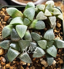 4 Haworthia 2.5 Years Old Hybrid Seedling In One Pot.