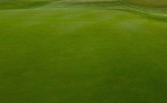 Creeping Bentgrass Seed 40,000 seeds