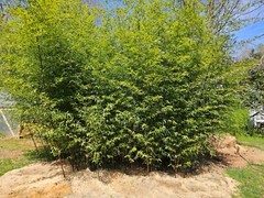 (6) Black Bamboo Rhizomes – Cold-Hardy, Evergreen – Privacy Screen, Fast-Growing