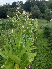 1000 “Great Lakes Gold” Tobacco Seeds FROM MICHIGAN! Organic, Heirloom, non-GMO