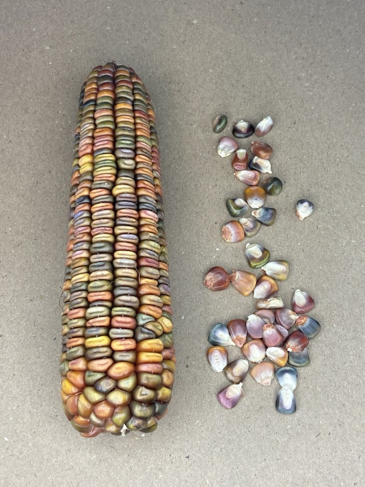 Earth Tones Dent Corn Seeds 50 Count. Non- GMO, Untreated Small Farm Product