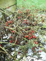60+ Florida Everglades Tomato Seeds Fresh Seeds for planting in 2024