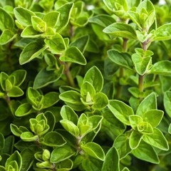 300+ ORGANIC Non-GMO Italian Oregano Seeds – Seeds Of Tomorrow