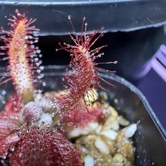 Drosera Graomogolensis 3 Plants Potted. Large, Easy Care Species