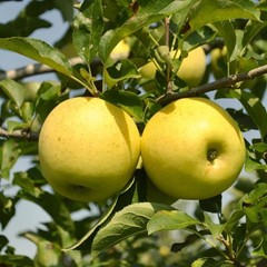 Yellow delicious Apple Grafted Fruit Tree Bare-root