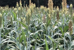 Sorghum Sudan Grass Seed Food Plot Screen Rapid Growth Annual 5LB Bag NEW