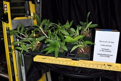Orchid Hybrid Dendrobium Newbold Bride 3.25” Pot