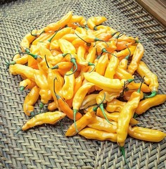 20 HABANERO MADAME JEANETTE CHILLI SEEDS SEEDS 100% GUARANTEED