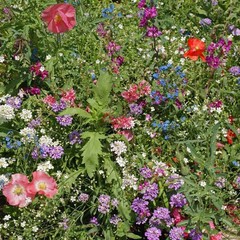 1 LB Partial Shade Wild Flower Seed Mix For Planting Outdoors
