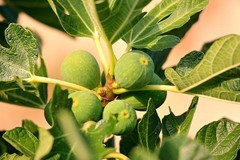 10 desert king fig cuttings. hardy, large fruit