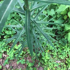 Wild Lettuce Seeds Lactuca virosa 50 Pack for Herbal Remedies