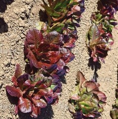 700+ Rouge D’Hiver Romaine Seeds-NONE GMO-Open Pollinated