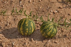 Colocynth Bitter Apple 15- 300 SEEDS Citrullus Bitter Cucumber Vine of Sodom Oil