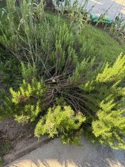 Organic Fresh Rosemary