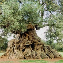 10 CANINO OLIVE TREE SEEDS (Olea europaea) European Common Edible Fruit Plant