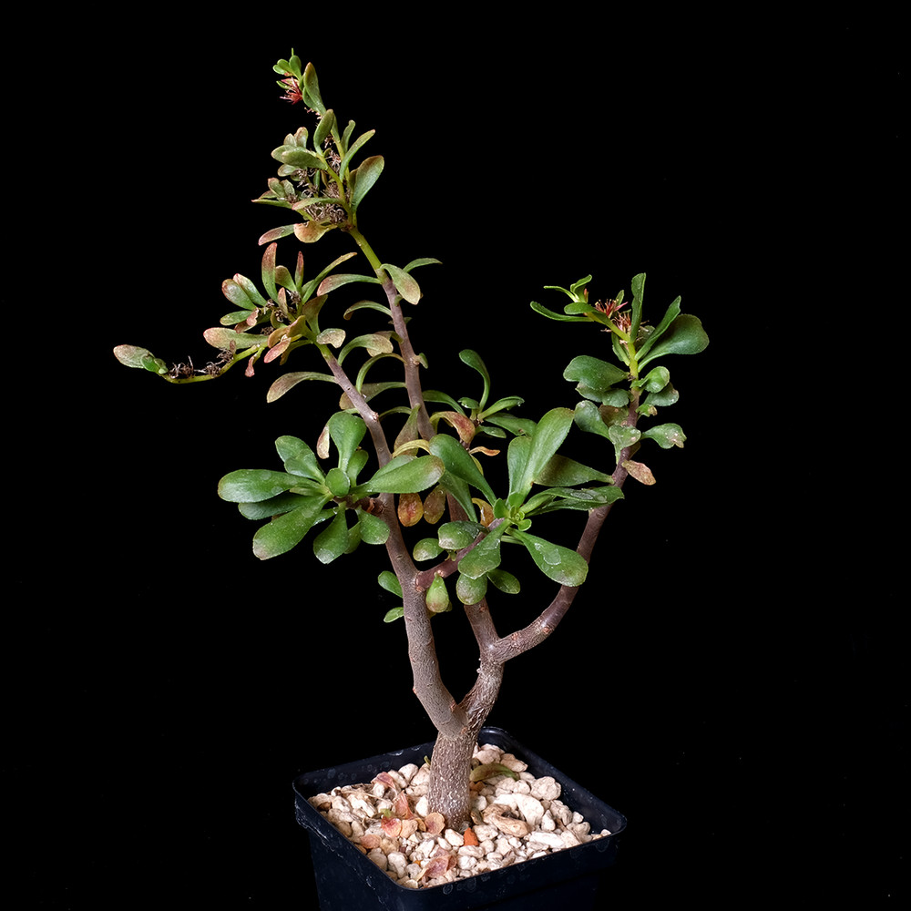 Sedum oxypetalum – 3.25″ pot – Caudiciform
