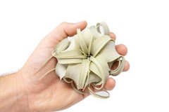 Seedling Xerographica Air Plants 2–4″ – Easy Care Indoor Outdoor Decor