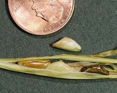 TEOSINTE Nitrogen-Fixing Corn Ancestor (Zea mays ssp. mex./parviglumis) SEEDS