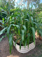 Amish Blue Popcorn Seeds (50) / ORGANIC / DELICIOUS / SUPER RARE