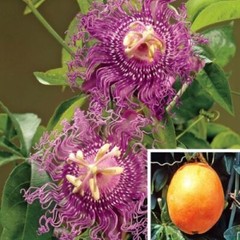 ~~MAYPOP PASSIFLORA~~Starter Plant~~Passiflora Incarnata~~BUTTERFLY HEAVEN!
