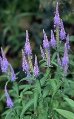 VERONICA LONGIFOLIA, 160 SEEDS, MIXED COLORS, LONG LEAF SPEEDWELL, USA SELLER