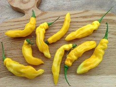 20 MADAME JEANETTE HABANERO CHILLI SEEDS 100% GUARANTEED SEEDS