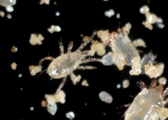 NaturesGoodGuys Hypoaspis miles aka Stratiolaelaps scimitis Fungas Gnat Control