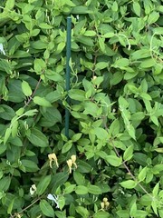 1 LIVE LG ROOTED PLANTS HONEYSUCKLE VINES WHITE YELLOW FLOWERS Japanese Lonicera