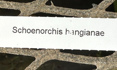 NEW VIETNAM SCHOENORCHIS SPECIES hangianae BS mounted