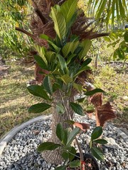 1 YEAR OLD GRAFTED BLACK GOLD JACKFRUIT TREE (A. HETEROPHYLLUS)