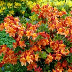 KLONDYKE~~Azalea Rhododendron~Well Rooted Starter Plant~MAY BE DORMANT!