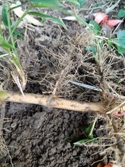 Fall Special MOSO Live Bamboo Root 6pc per order, 5 inches or longer each.