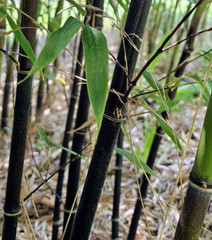 (6) Black Bamboo Rhizomes – Cold-Hardy, Evergreen – Privacy Screen, Fast-Growing