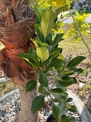 1 YEAR OLD GRAFTED BLACK GOLD JACKFRUIT TREE (A. HETEROPHYLLUS)