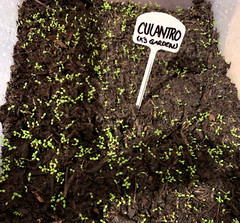 500+ CULANTRO SEEDS-NGÒ GAI-MEXICAN CORIANDER-庫蘭特羅-PUERTO RICAN-THAI PARSLEY