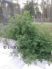 60+ Florida Everglades Tomato Seeds Fresh Seeds for planting in 2024