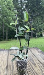 Hoya Wilbur Graves China Plant In 4” Pot