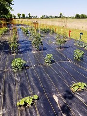 DeWitt Woven Ground Cover Landscape Fabric SUNBELT 12’x300′ 3.2 OUNCE FOLDED!!