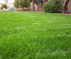 Annual Rye Grass 10 lbs Grass Seed Fast Growing Winter Fall Rye Grass FAST SHIP