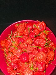 Zozoma Farms 3 Pounds Carolina Reaper Chili Peppers