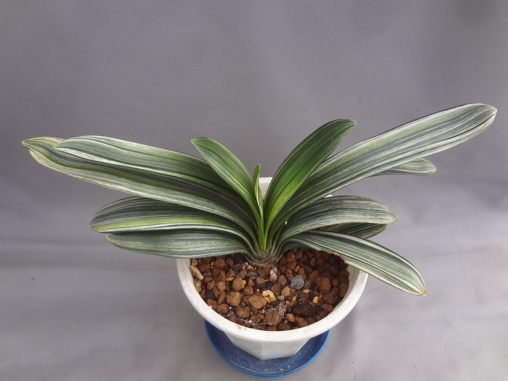 Clivia miniata ‘Echigo-zansetsu’ tricolor variegated [Must read description]