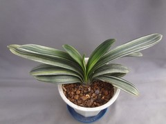 Clivia miniata ‘Echigo-zansetsu’ tricolor variegated [Must read description]