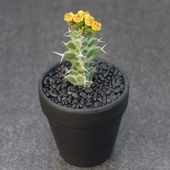 2PCS Succulent Cactus Plant Euphorbia Virosa Cactaceae Home Garden Plant 6-8CM