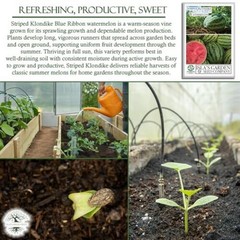 Striped Klondike Blue Ribbon Watermelon Seeds (Citrullus lanatus) – 100+ Non