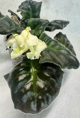 African Violet Plant RS Tsypa Starter