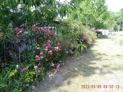 Peggy Martin Rose Cutting 12 fresh Cuttings