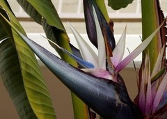 Giant White Bird of Paradise – Live Plant in a 3 Gallon Pot