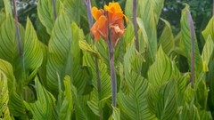 Canna Lily Pretoria / Bengal Tiger: Variegated Green Foliage – 2-Rhizomes